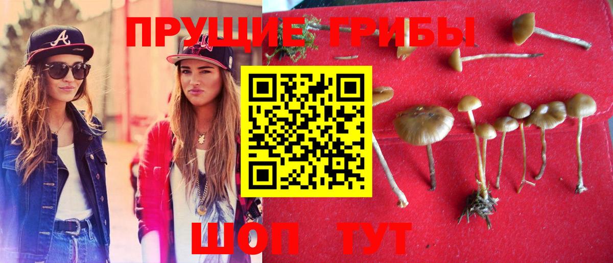 Чистополь  Псилоцибиновые грибы GOLDEN TEACHER  Псилоцибиновые грибы MAGIC MUSHROOMS  Вход с VPN 
